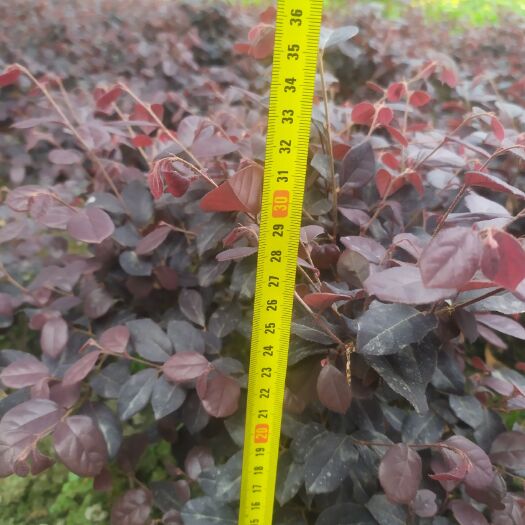 成都双面红 红叶檵木毛笼子，高40cm,冠40cm