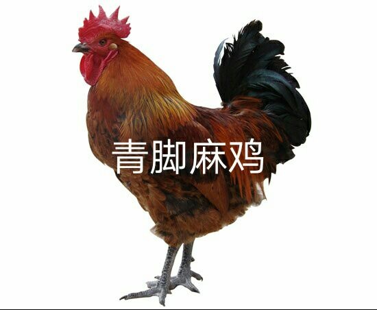遵义 青脚麻鸡苗