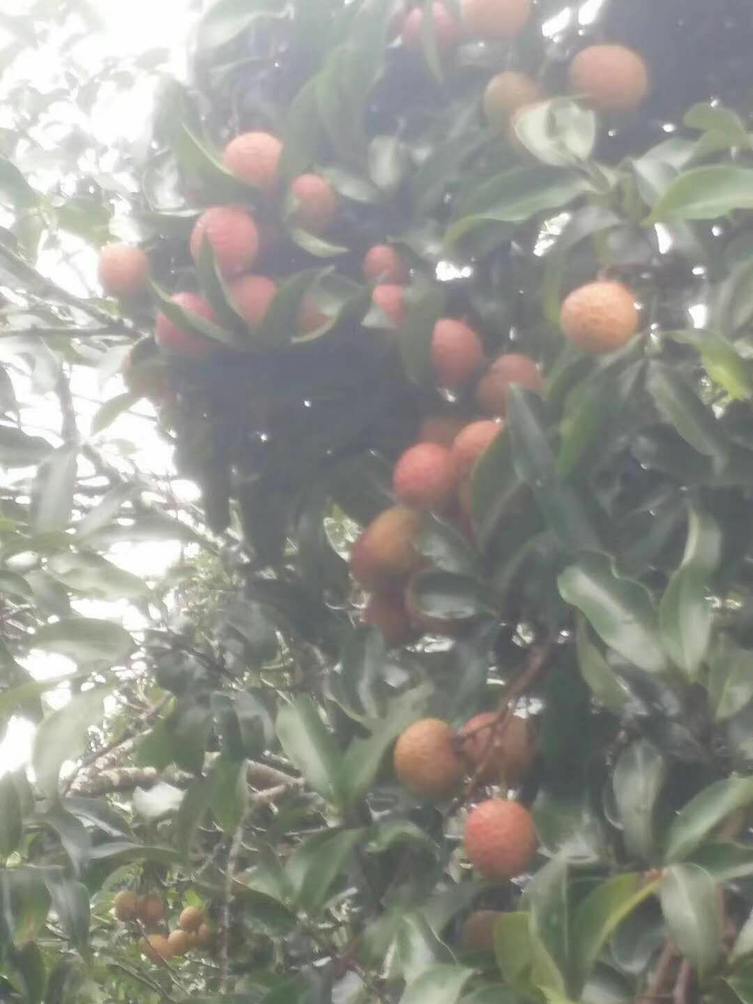 白糖罂荔枝 现摘现发