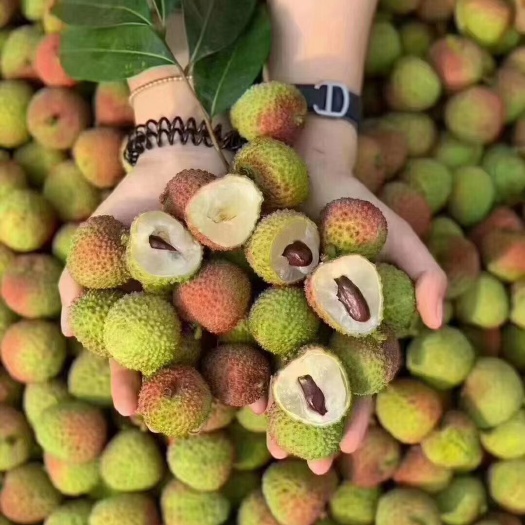 灵山县 广西灵山妃子笑上市啦荔枝快来订购订购