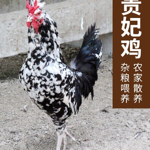 淮安 贵妃鸡苗 贵妃脱温鸡苗 出壳疫苗 基地直供 包运输 技术指导