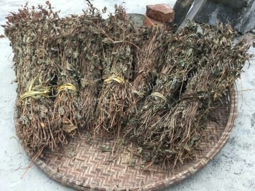 德阳鱼腥草根 大量预售干折耳根叶子杆杆