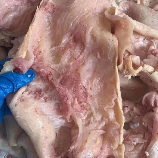 阳信县牛筋  熟牛腩筋厂家直销烧烤必备