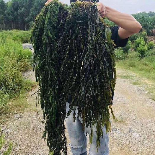  金鱼藻