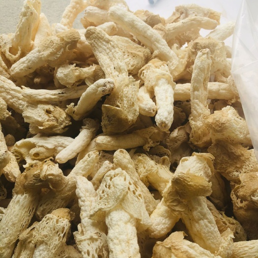 兴义市 贵州黔西南红托竹荪