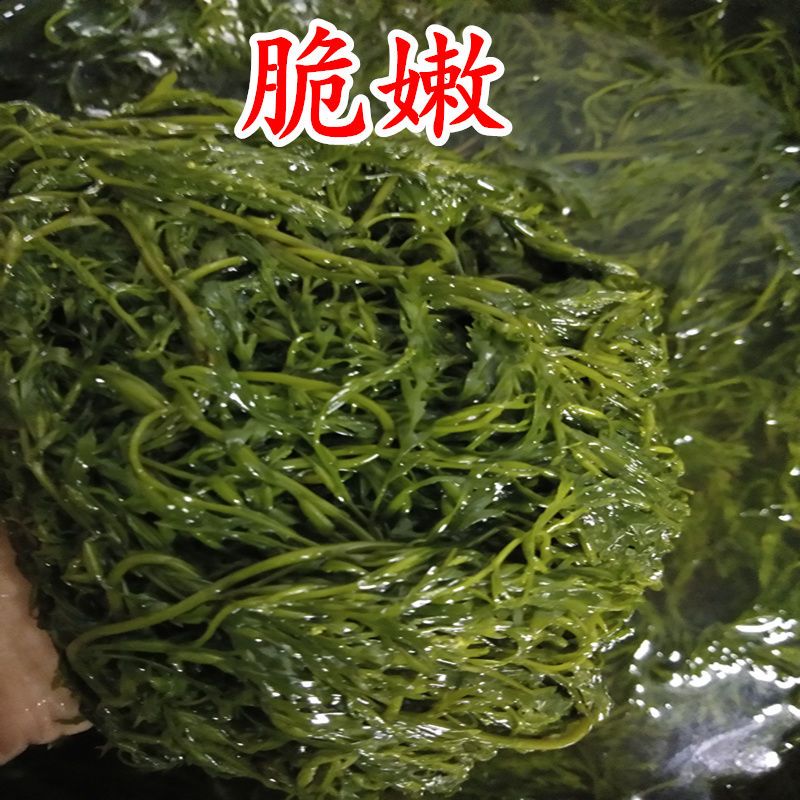  5斤新鲜盐渍马尾藻海藻海草谷穗龙须菜长寿菜包邮