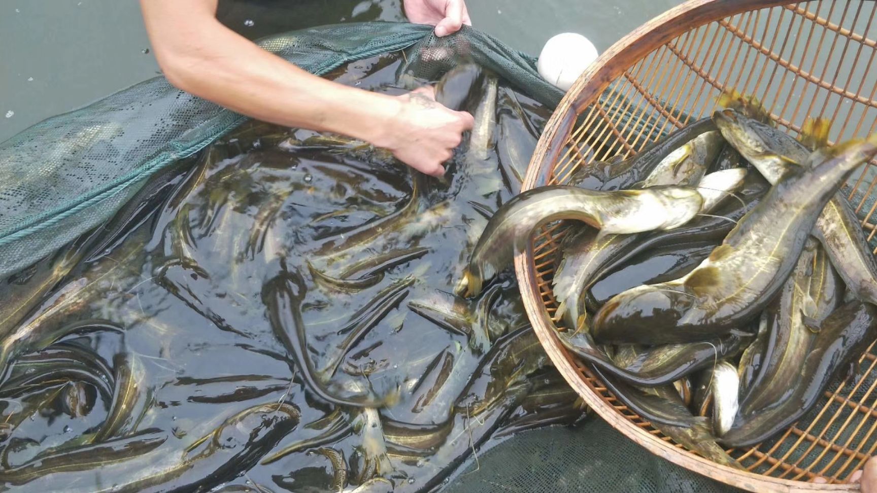 大口鲶鱼苗，大量出售，欢迎来电咨询