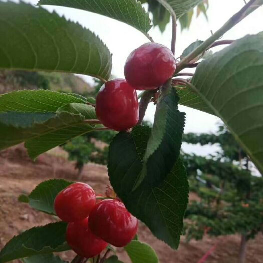 天水 烟铺大樱桃