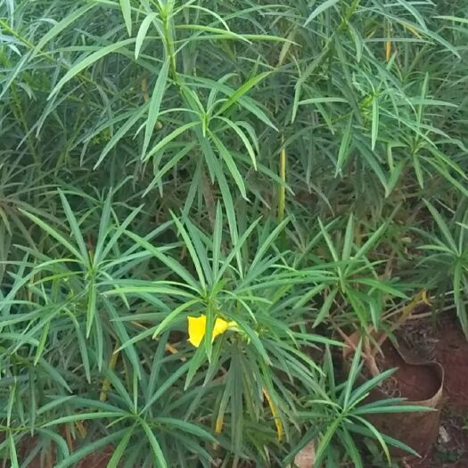 海口 黄花夹竹桃