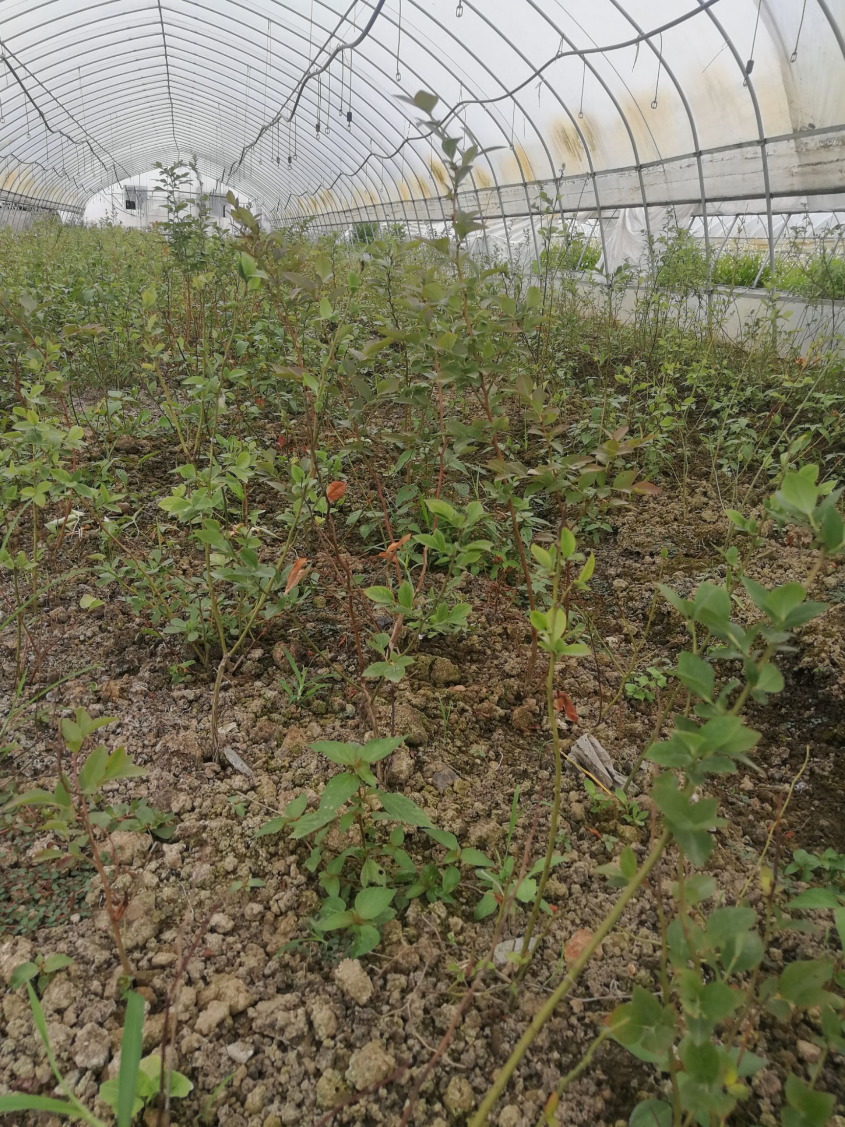  三年蓝莓苗