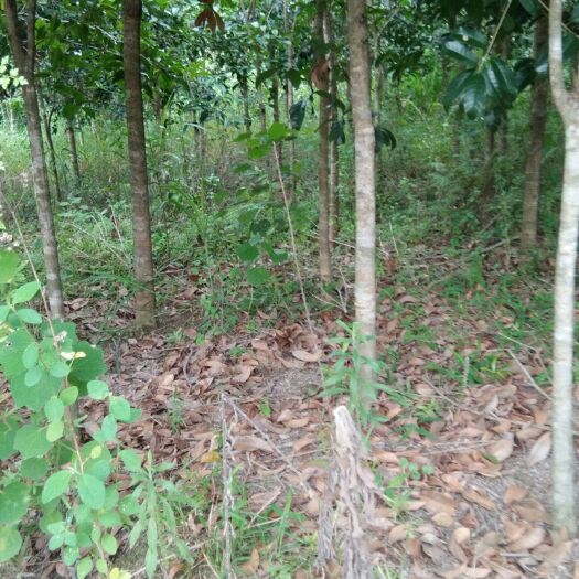 南丹县 桂花树，红豆杉