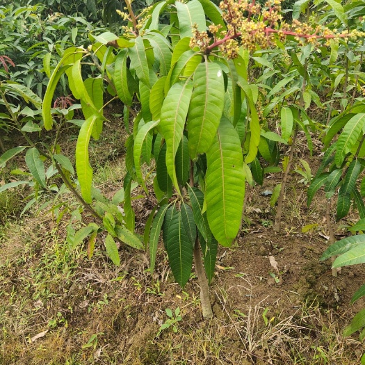 灵山县金煌芒果苗