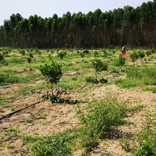 昌江县红肉菠萝蜜苗 大量供应泰国八号、越南红肉红丝菠萝蜜芽条