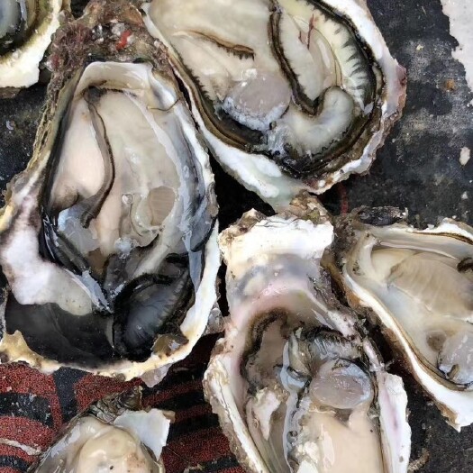 诏安县 诏安生蚝 诏安湾生蚝牡蛎烧烤蚝