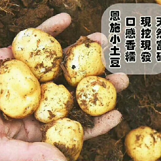 鹤峰县 恩施硒土豆