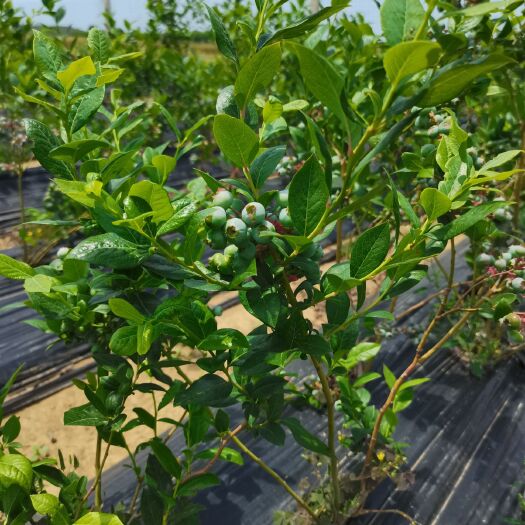 平邑县蓝丰蓝莓苗 蓝莓现在长期供应
