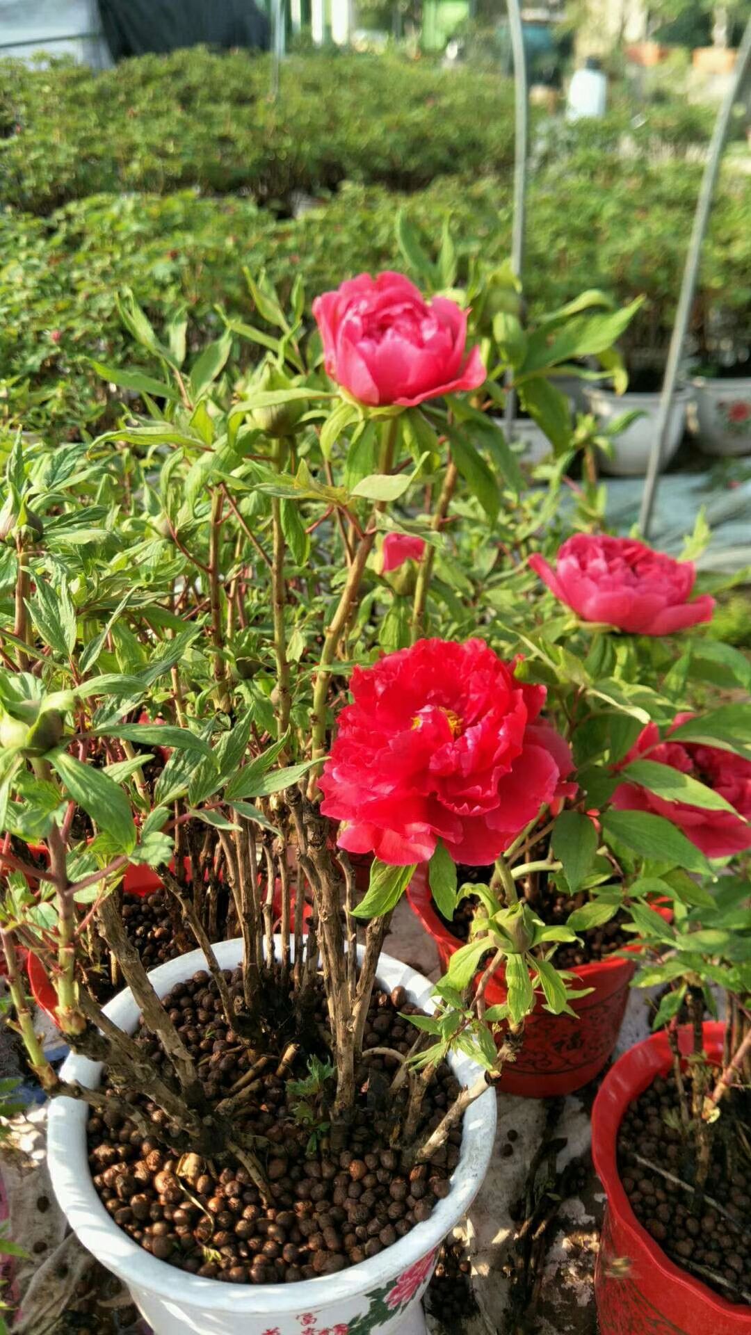 菏泽鲁荷红  现货牡丹，百亩牡丹种植基地