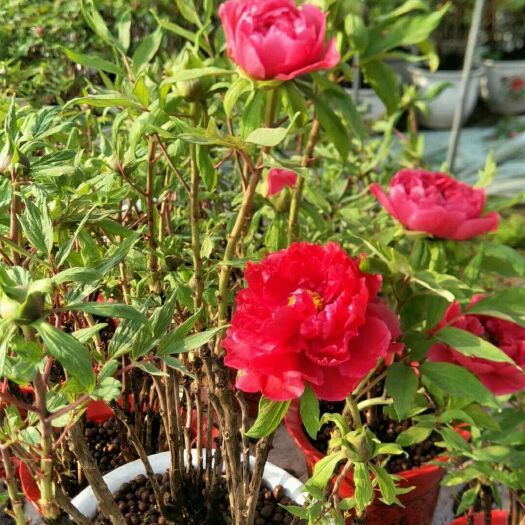 菏泽鲁荷红  现货牡丹，百亩牡丹种植基地