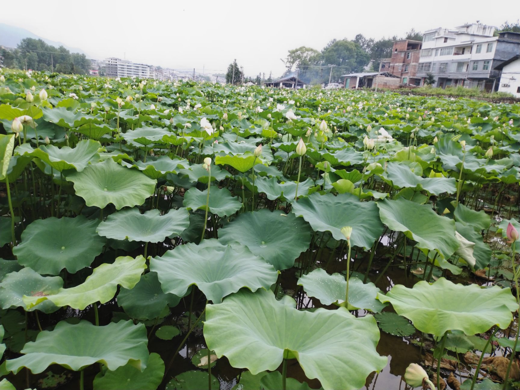 江西高含量荷叶，药材叶，用于药厂，荷叶灰