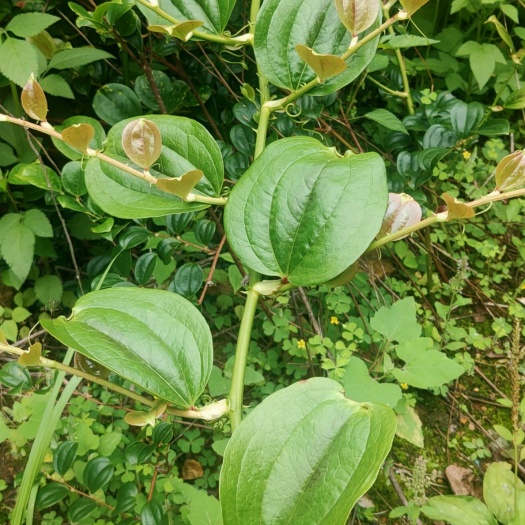 于都县 菝葜