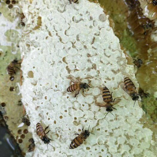 景洪市野生蜂蜜 招代卖  量大