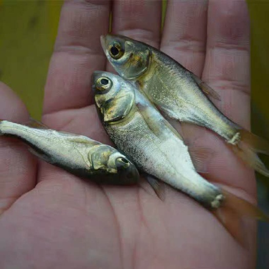 绵阳 出售格种规格优良品种花鲢，白连鱼苗