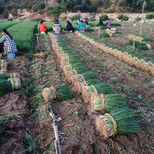 攀枝花香葱  一年四季都有，量大从优