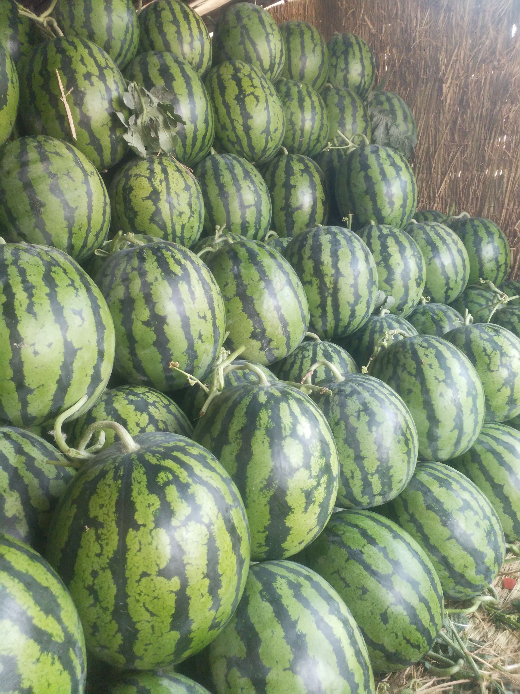 安徽西瓜，砀山西瓜，河南西瓜，开封西瓜，通许西瓜