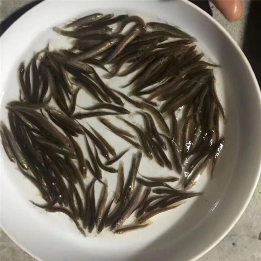 泥鳅苗规格齐全，提供养殖技术及各种鱼