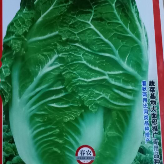 昆明大白菜种子 春农四季王
