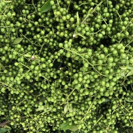 重庆市青花椒  原产地江津现采现发批发通货椒（香麻味油泡足
