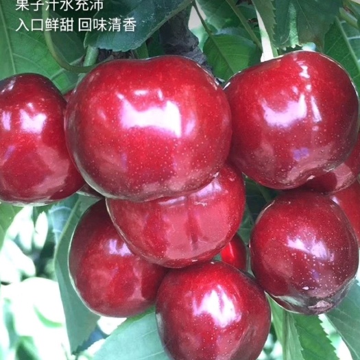 烟台 自家种植的樱桃，天然无公害产品
