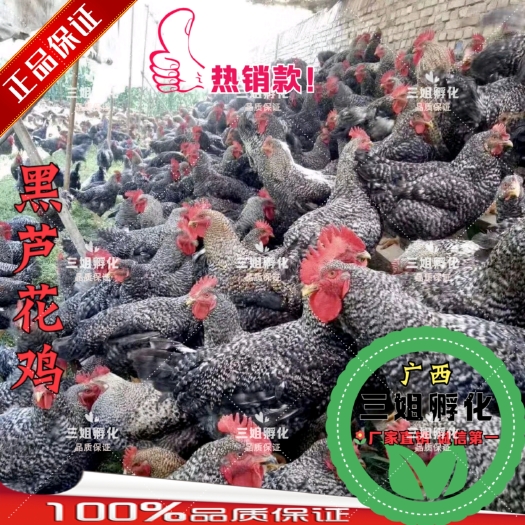 南宁黑芦花鸡苗 大种黑芦花 出壳打疫苗