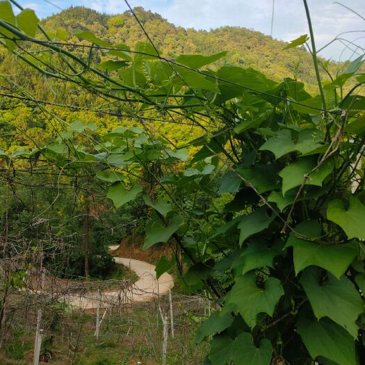 隆林县 桂西北最大的佛手瓜基地