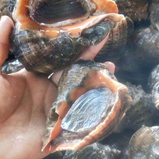 连云港红螺  (码头直发)当天上岸大中小海螺超肥新鲜海螺鲜活海鲜水