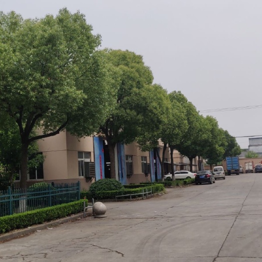 常熟市 香樟树
