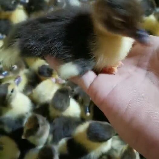 鄱阳县黑番鸭苗