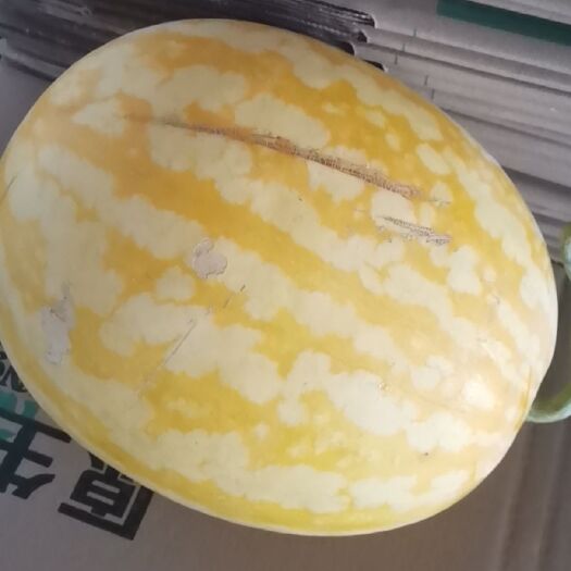 砀山县 西瓜