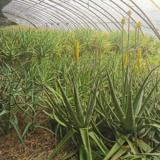 长春 好望角芦荟小苗5片叶