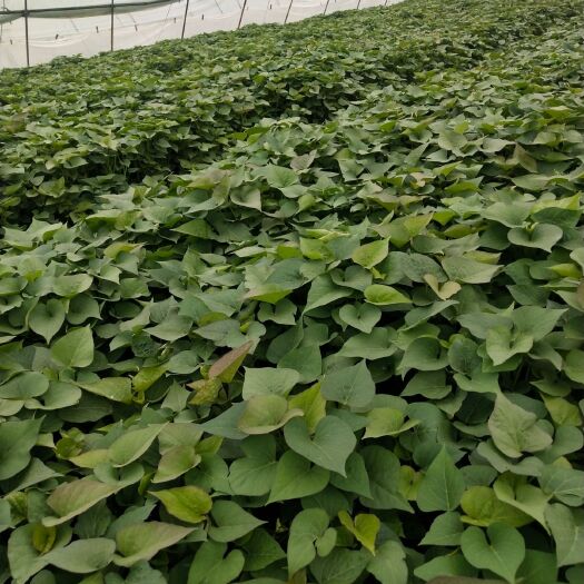 邹城市济薯25红薯苗  原种济薯25