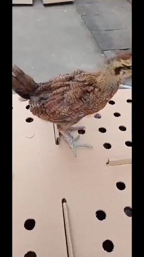昆明土鸡苗  青脚土鸡