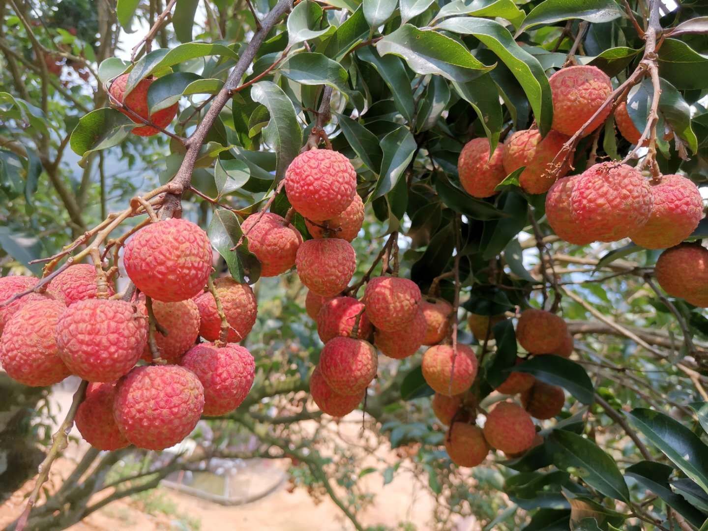 桂味荔枝 白糖罂，妃子笑