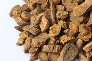 唐古特大黄