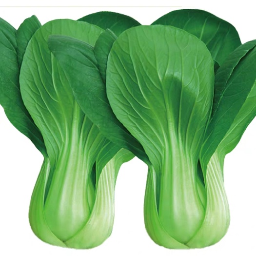 油菜种子 胜暑二号油菜种籽青梗菜小白菜四季速生耐抽苔日本蔬菜种子