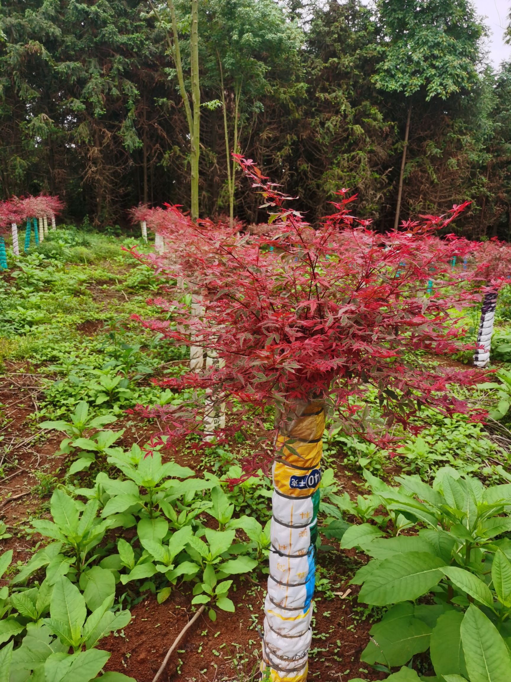 日本红枫 广西红枫、红三季红枫