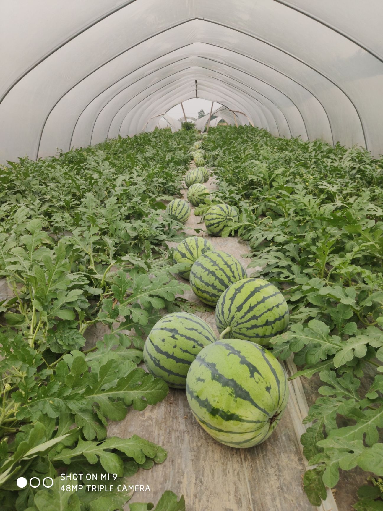 麒麟西瓜 正宗麒麟瓜