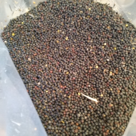 牙克石市油菜籽 含油35