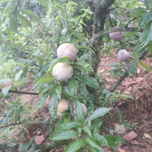 苍梧县 又甜又好吃的三华李