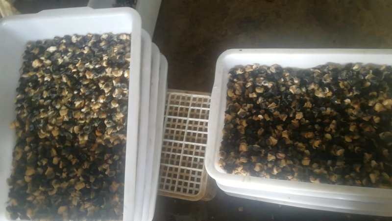 潜江市田螺肉 价格低质量保证