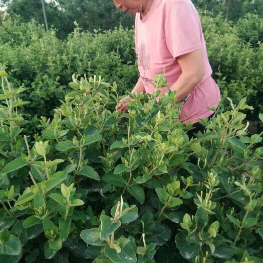 广宗县 金银花 自产自销 品质好  都二十年左右的老树